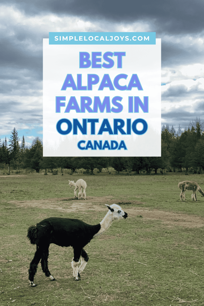 best-alpaca-farms-in-ontario