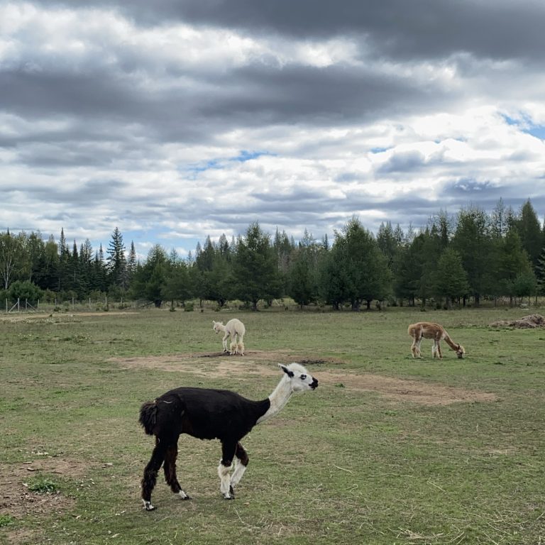 thunder-bay-alpaca-farms