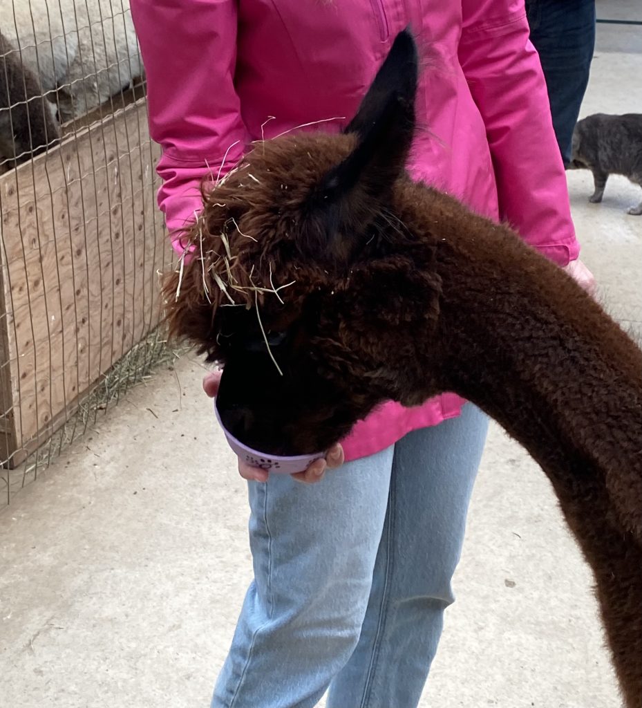 ontario-alpaca-farms