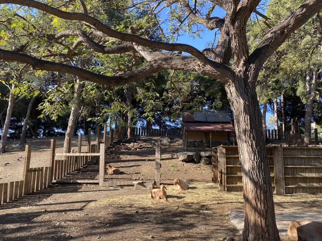 goats-at-paloma-park-benalmadena-spain