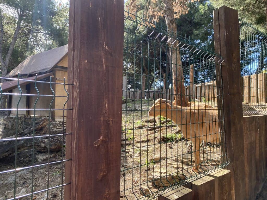 petting-zoo-benalmadena-spain-paloma-park
