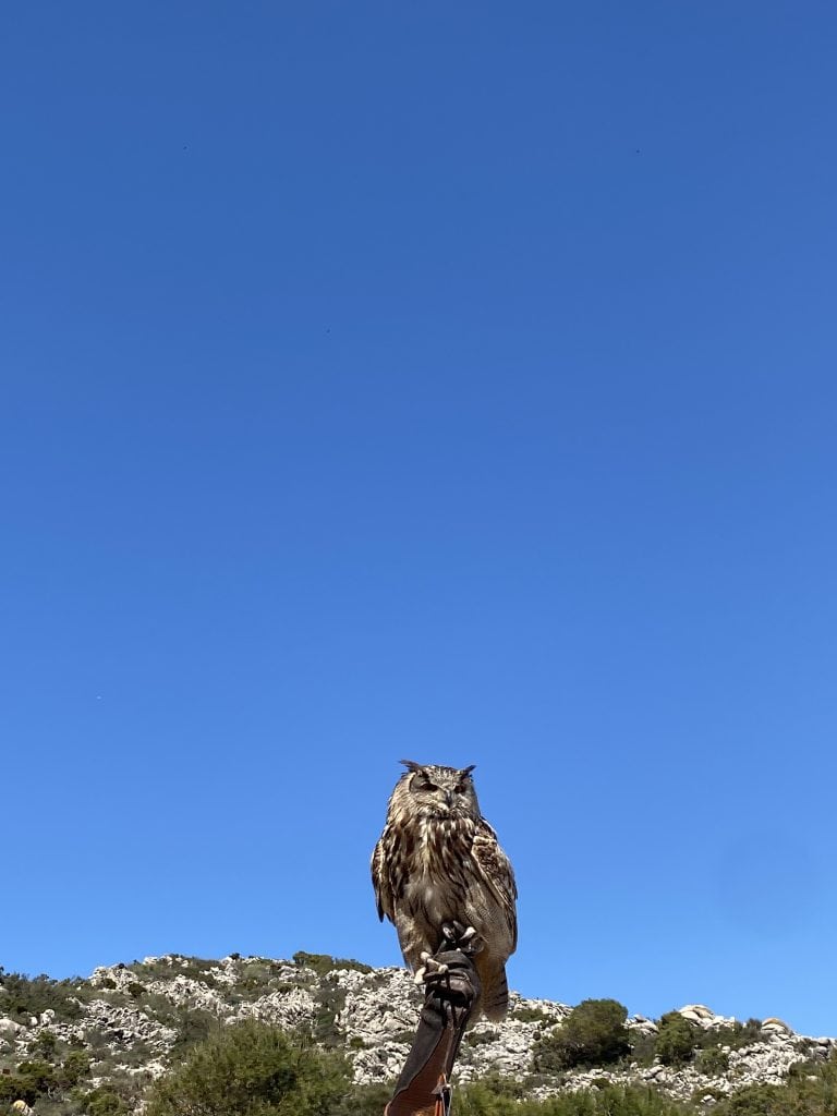 birds-of-prey-show-benalmadena-spain