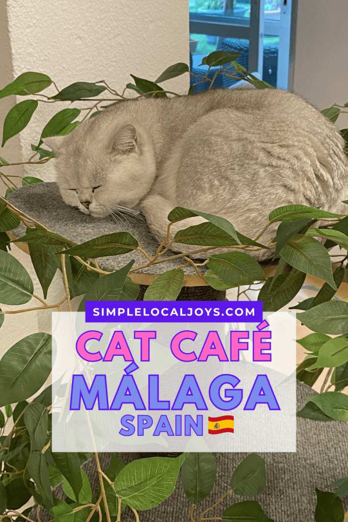 cat-cafe-malaga-spain