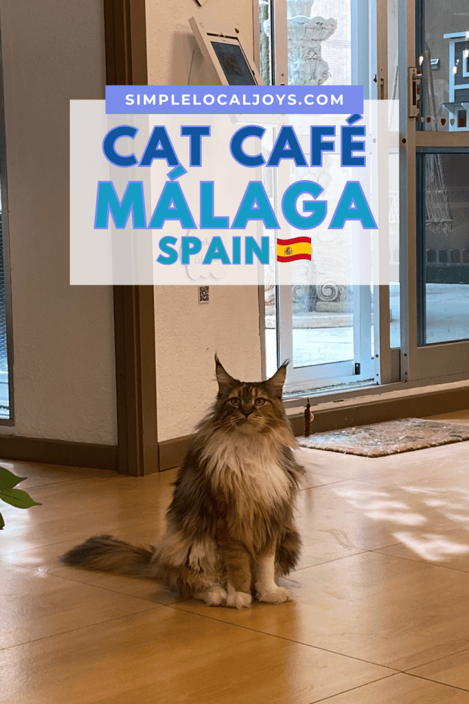 cat-café-málaga-spain