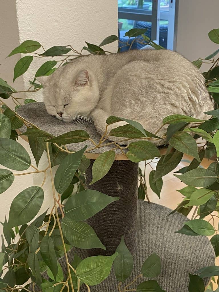 cat-café-málaga-spain