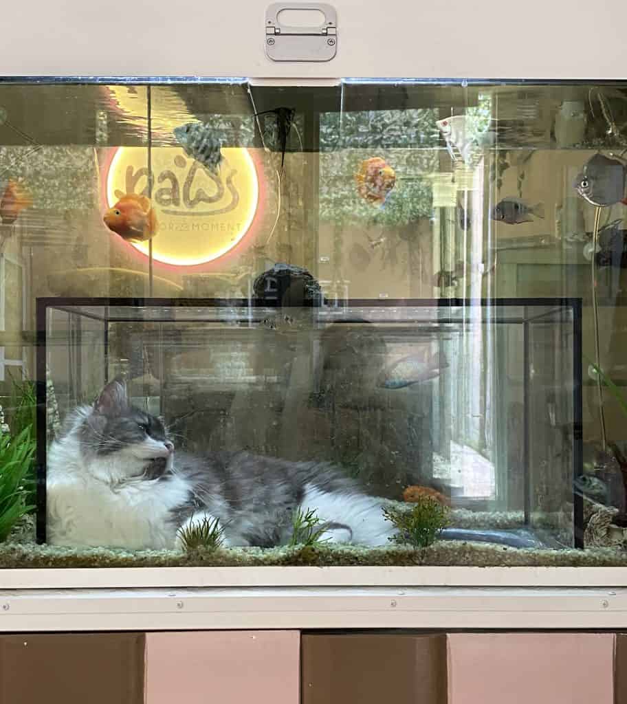 malaga-spain-cat-cafe