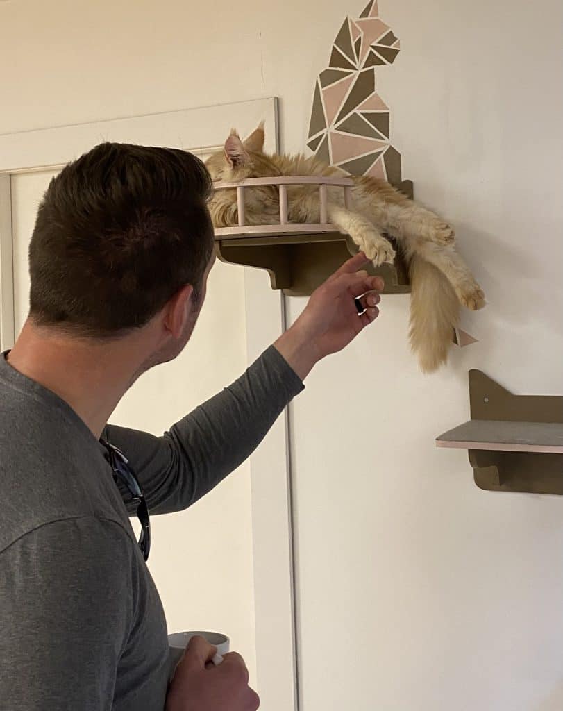 cat-cafe-in-malaga-spain