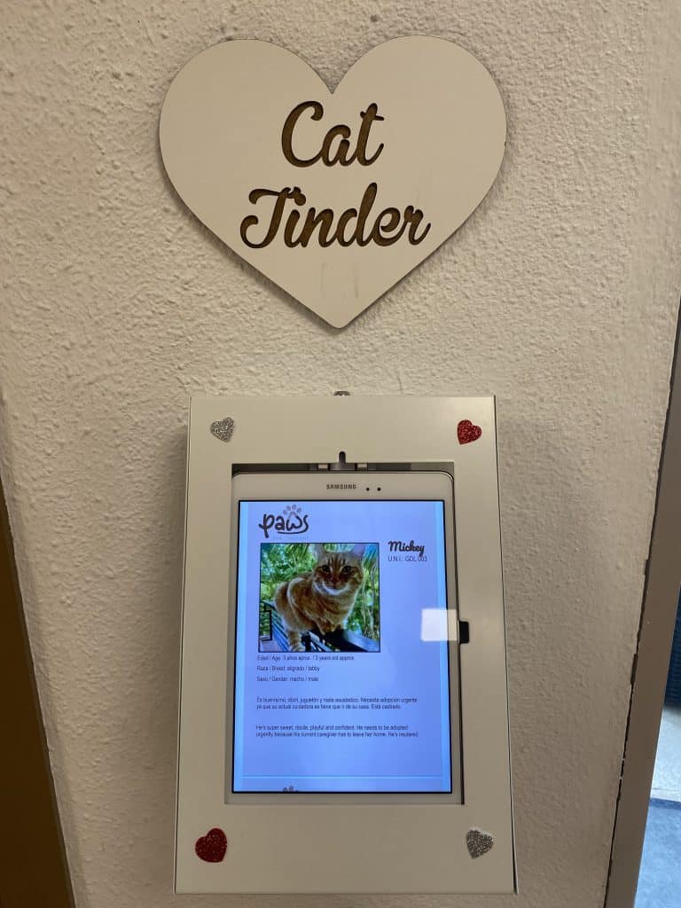 cat-tinder-malaga-spain